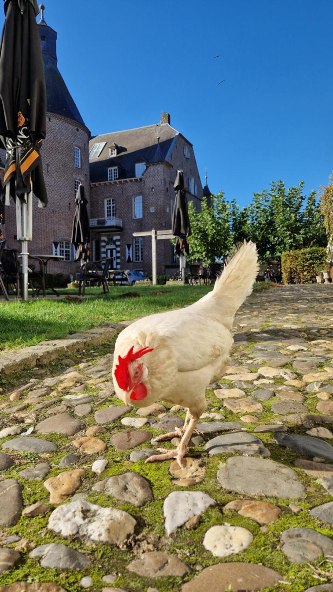 Kasteel Aldenghoor Bed & Breakfast Haelen Dış mekan fotoğraf